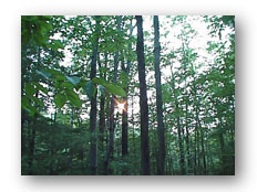 forest1.jpg (24402 bytes)